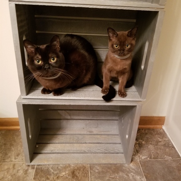 Meet your Posher, Krissy - Picture 4 of 10